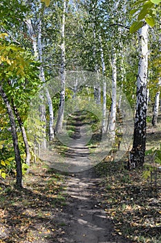 Birchwood Path