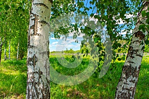 Birchwood in a sunny summer day in Russia. Natural background