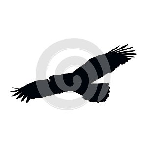 Eagle Falcon Bird Hawk Animal Silhouette Black Icon.