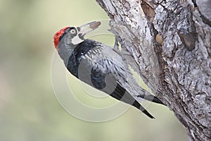 Bird - Acorn Woodpecker