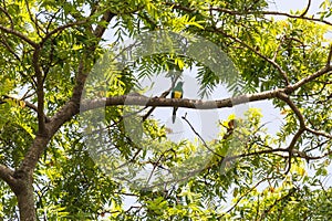 Bird African Emerald Cuckoo, Ethiopia wildlife