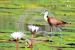 African jacana