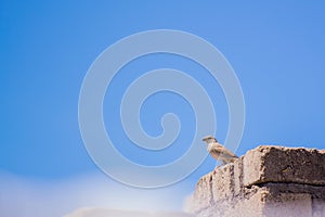 Bird africanbird bluesky bird on bricks