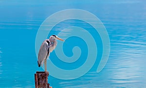 Bird against blue sky and water at the ocean