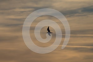 Bird against sunset clouds