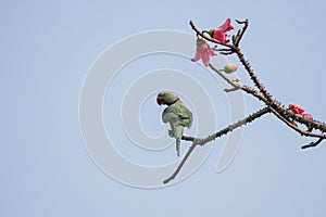 Bird:Alexandrine Parakeet Perched on Branch of a Tree