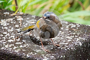 Bird in alishan mountian