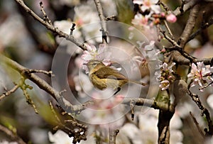 Bird on almond tree in bloom