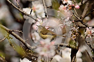 Bird on almond tree in bloom