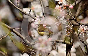 Bird on almond tree in bloom