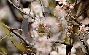 Bird on almond tree in bloom
