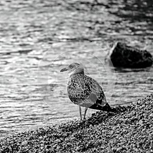 Bird alone on the beach wild
