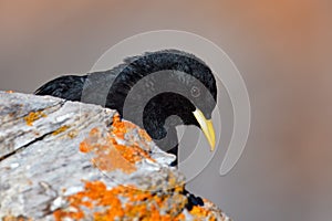 Bird in Alp, Switzerland Alpine Chough, Pyrrhocorax graculus, black bird sitting on the stone with lichen. animal in the mountain