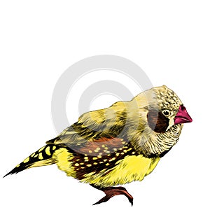 Bird amadina sketch vector graphics
