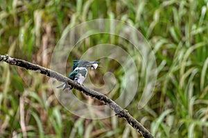 Amazon Kingfisher, Chloroceryle amazona, Refugio de Vida Silvestre Cano Negro, Wildlife and bird watching in Costa Rica photo