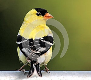 Bird - American Goldfinch photo