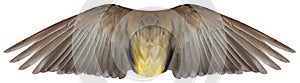 Bird or Angel Feather Wings Isolated