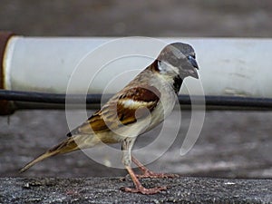 bird animal beak wildlife finch sparrow branch nature wing twig shorebird robin blackbird hummingbird yellow