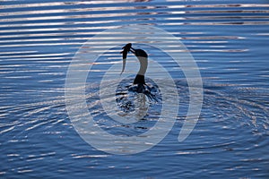 Bird animal wildlife nature tranquil scene lake pond