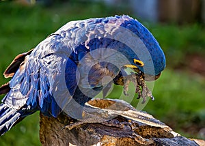 Bird Anodorhynchus hyacinthinus aka Arara Azul, exotic brazilian bird