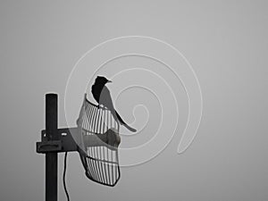 Bird on the antena