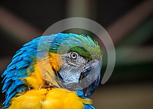 Bird Ara ararauna, blue and yellow macaw aka Arara Caninde, exotic brazilian bird