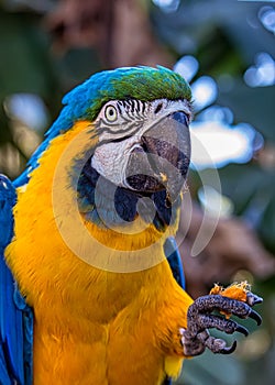 Bird Ara ararauna, blue and yellow macaw aka Arara Caninde, exotic brazilian bird