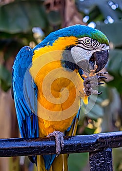 Bird Ara ararauna, blue and yellow macaw aka Arara Caninde, exotic brazilian bird