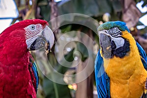 Bird Ara ararauna and Red macaw eating , blue and yellow macaw aka Arara Caninde and red macaw, exotics brazilian birds photo