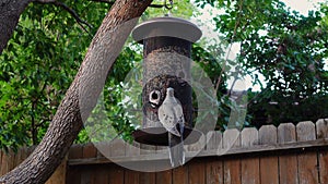 Bird arriving on a birdfeeder hung on a tree