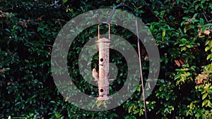 Bird arriving on a birdfeeder hung on a tree
