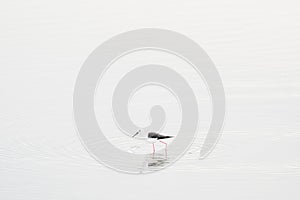 Bird, art view on nature. Black-winged stilt, Himantopus himantopus, widely distributed very long-legged wader. Black and white