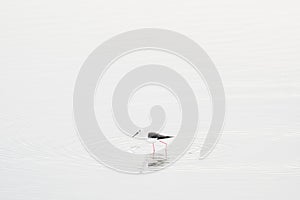 Bird, art view on nature. Black-winged stilt, Himantopus himantopus, widely distributed very long-legged wader. Black and white photo