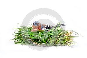 Bird in artificial nest