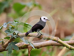 Bird arundinicola leucocephala male on tree branch