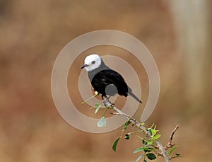 Bird arundinicola leucocephala profile on branch