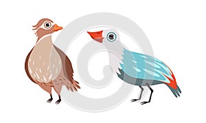 Bird as Winged Feathered Aves with Beaked Jaw Vector Set