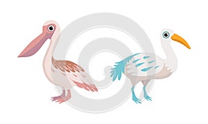 Bird as Winged Feathered Aves with Beaked Jaw Vector Set