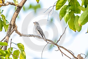 Bird Asian brown flycatcher, Muscicapa daurica, Siamensis grey-brown color perched on a tree