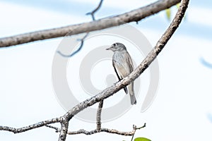 Bird Asian brown flycatcher, Muscicapa daurica, Siamensis grey-brown color perched on a tree