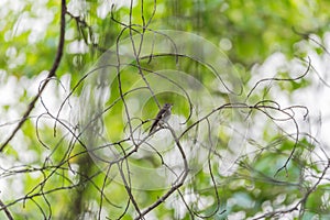 Bird (Asian brown flycatcher) in nature wild