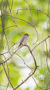 Bird (Asian brown flycatcher) in nature wild