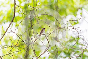 Bird (Asian brown flycatcher) in nature wild