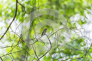 Bird (Asian brown flycatcher) in nature wild