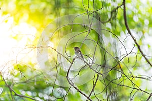 Bird (Asian brown flycatcher) in nature wild