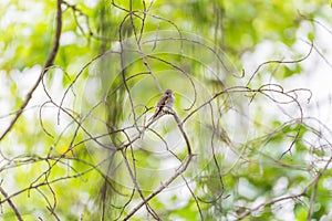 Bird (Asian brown flycatcher) in nature wild