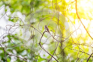 Bird (Asian brown flycatcher) in nature wild