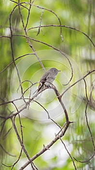 Bird (Asian brown flycatcher) in nature wild