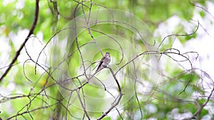 Bird Asian brown flycatcher in nature wild