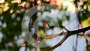 Bird Asian brown flycatcher in nature wild